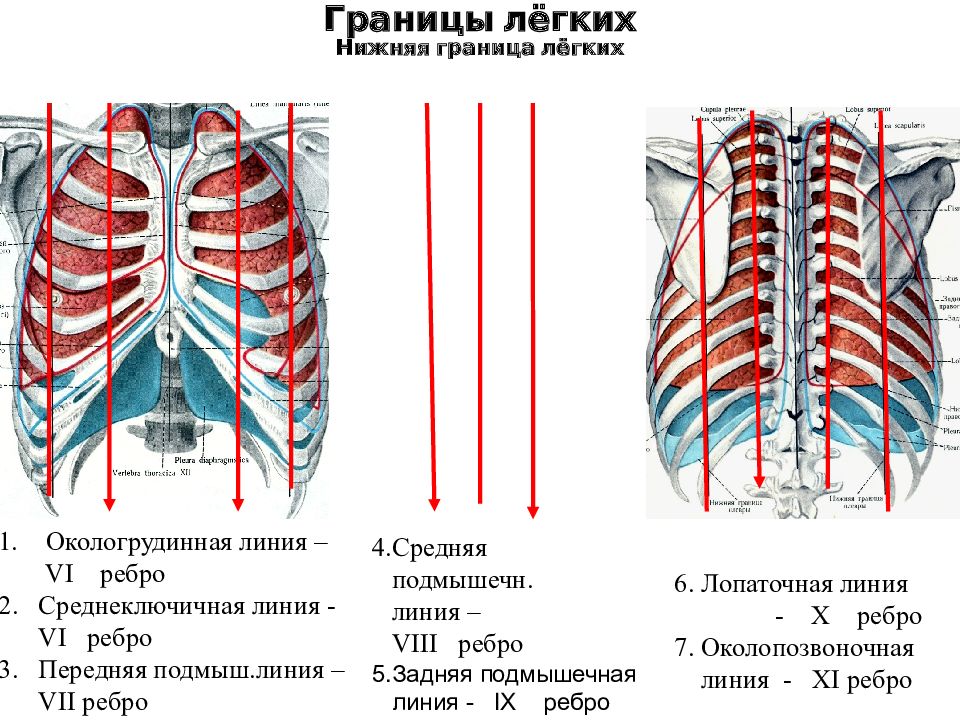 Передняя граница легких. Скелетотопия плевры. Окологрудинная линия грудной клетки. Перелом ребер по лопаточной линии. Нижняя граница легких по среднеключичной линии.