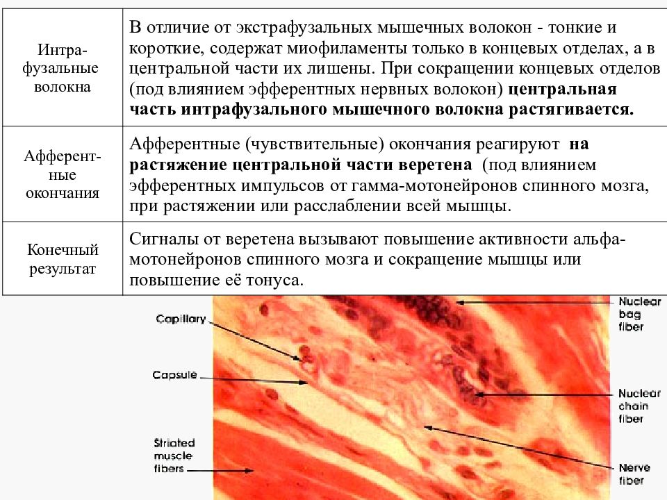 Гистогенез мышечной ткани. Гистогенез поперечно полосатой мышечной ткани. экстрафузальные и интрафузальные мышечные волокна. интрафузальных мышечных волокон. экстрафузальные волокна.