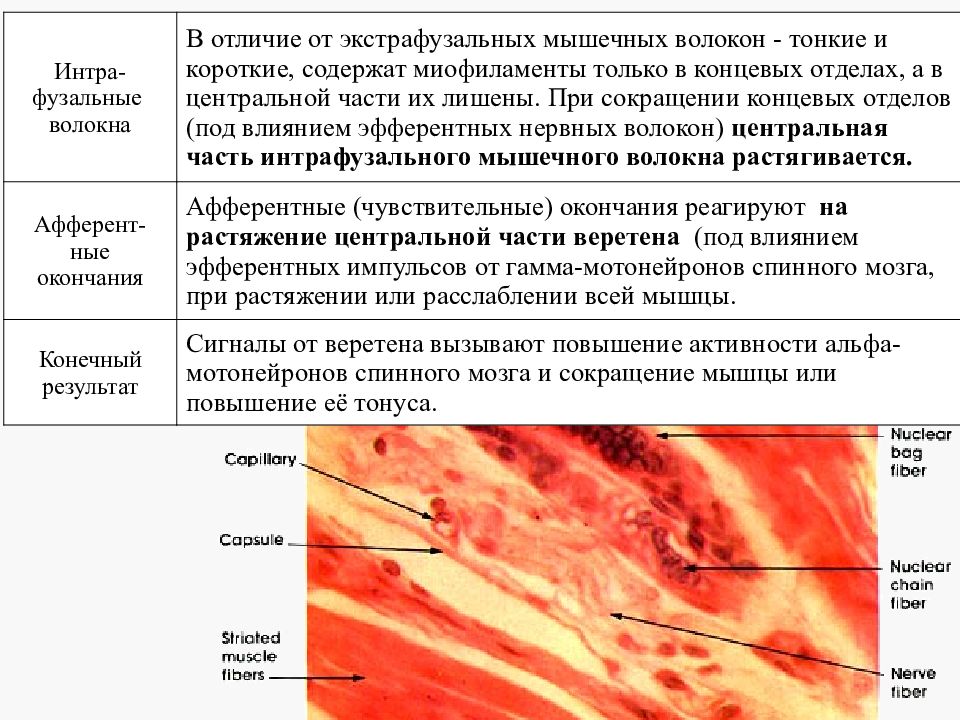 Гистогенез мышечной ткани