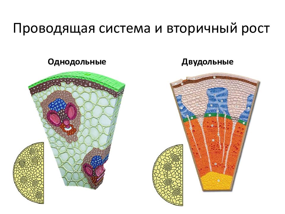 Вторичный рост