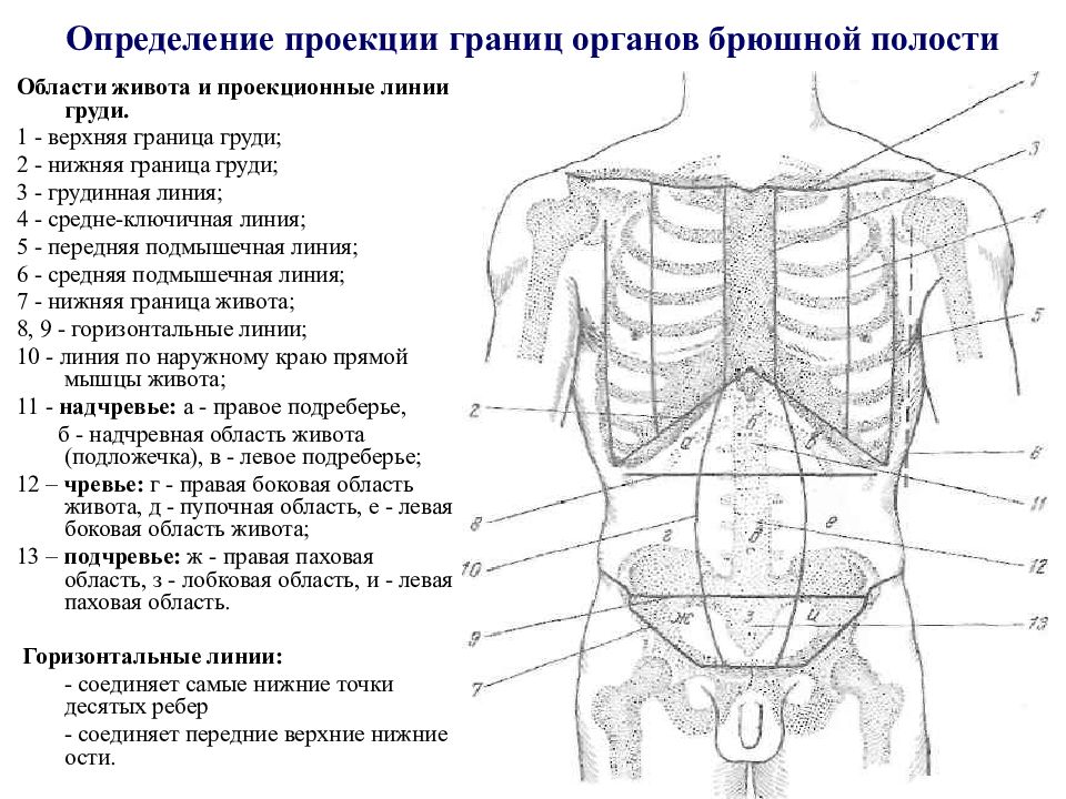 Линии туловища