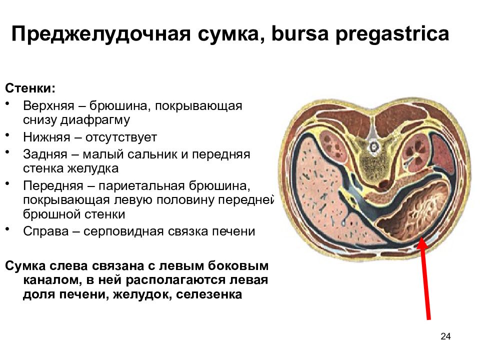 Стенки значение. Сальниковая печеночная и преджелудочная сумки. Сальниковая, преджелудочная, печеночная сумки, их стенки.. Стенки преджелудочной сумки брюшины. Преджелудочная сумка анатомия стенки.