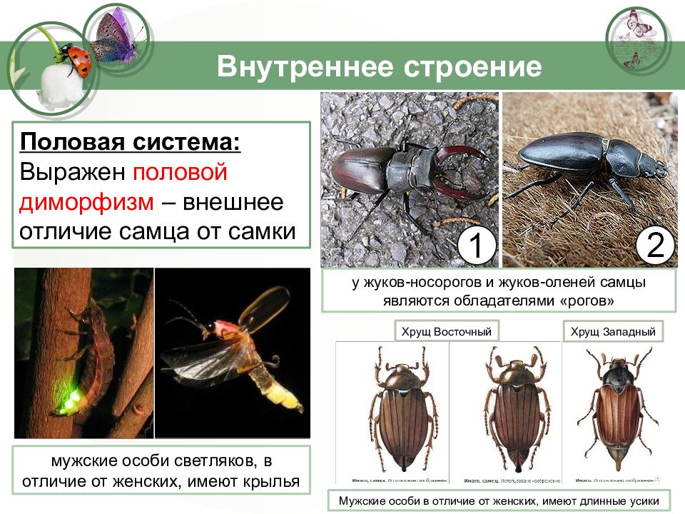 Внешние различие. Диморфизм Майский Жук. Половой диморфизм майского жука. Половой диморфизм Жук олень. Жук носорог половой диморфизм.