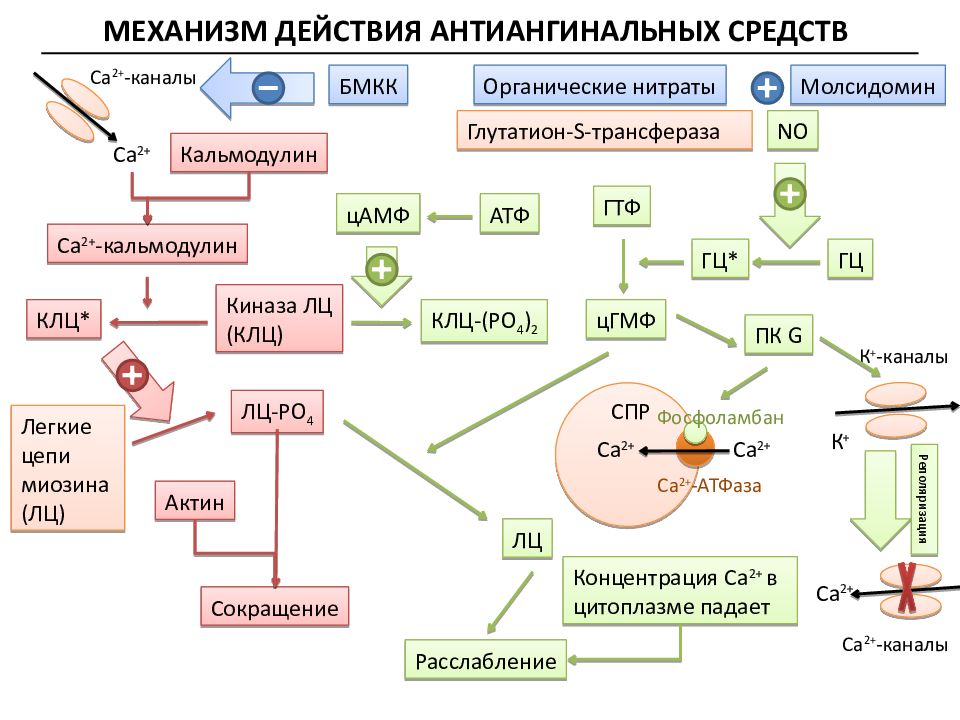 Антиангинальные средства схема