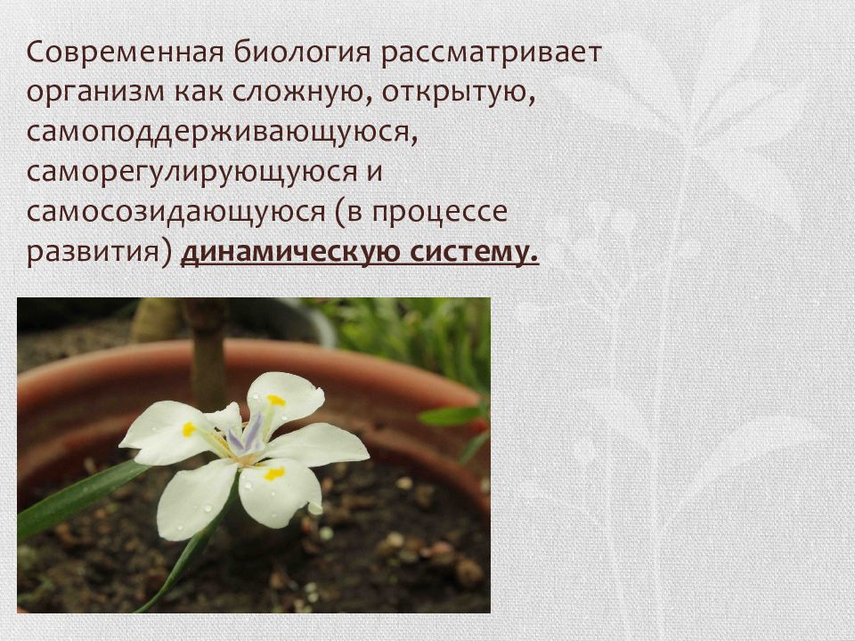 Как называется наука о цветах. Ботаника лекция 1. шпагюрик наука о растениях. что современная биология рассматривает как биологические системы. шпагюрик наука о растениях в германии.