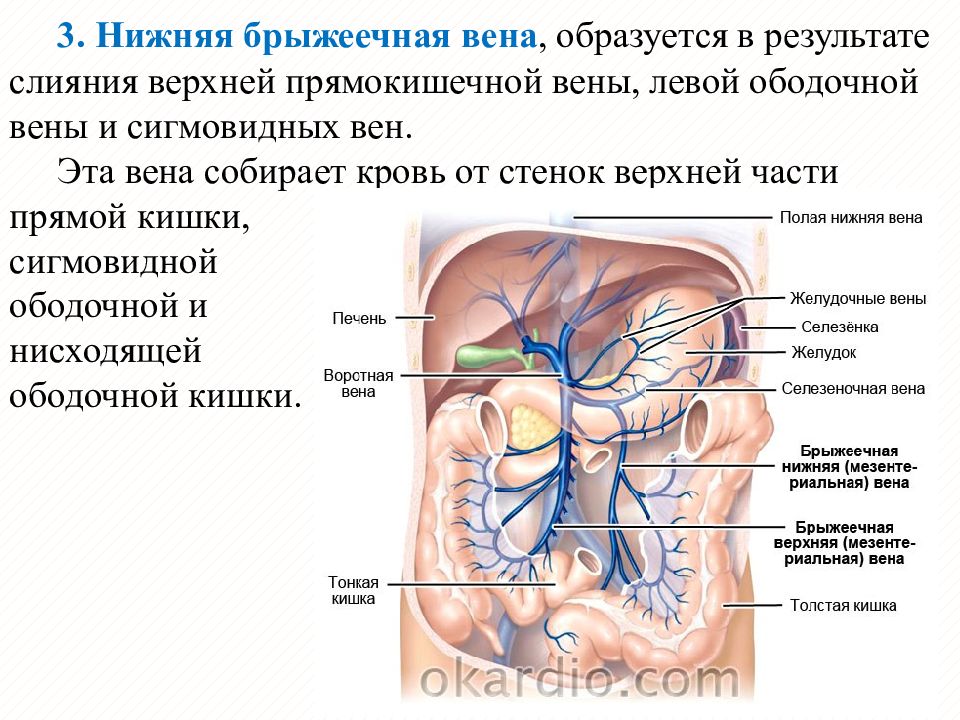 Венозная система анатомия презентация