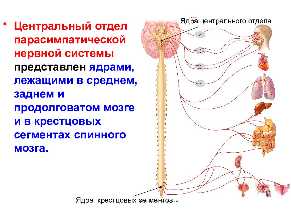 Вегетативная нервная система и соматическая нервная система презентация