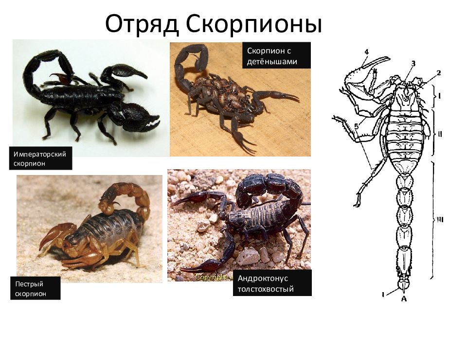 Какой тип развития характерен для скорпиона. Отряд Скорпионы представители. Скорпион классификация. Класс паукообразные Скорпионы. Представители паукообразных отряд Скорпионы.