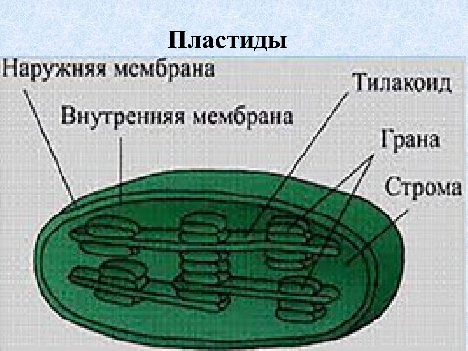 Органоиды клетки вывод