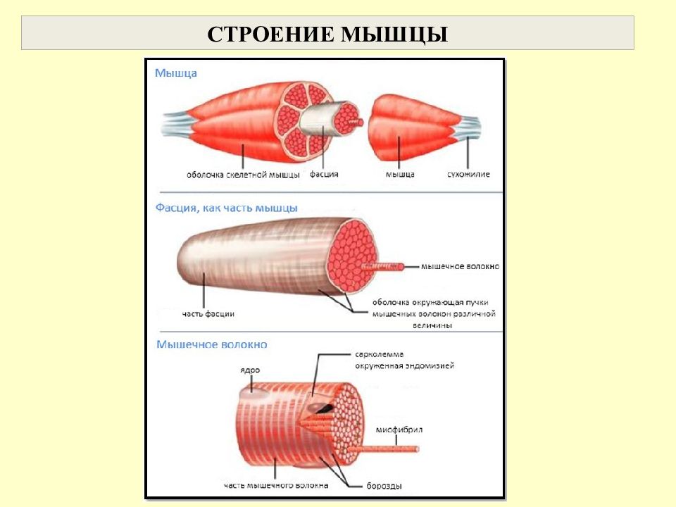 Картинка строение мышцы человека