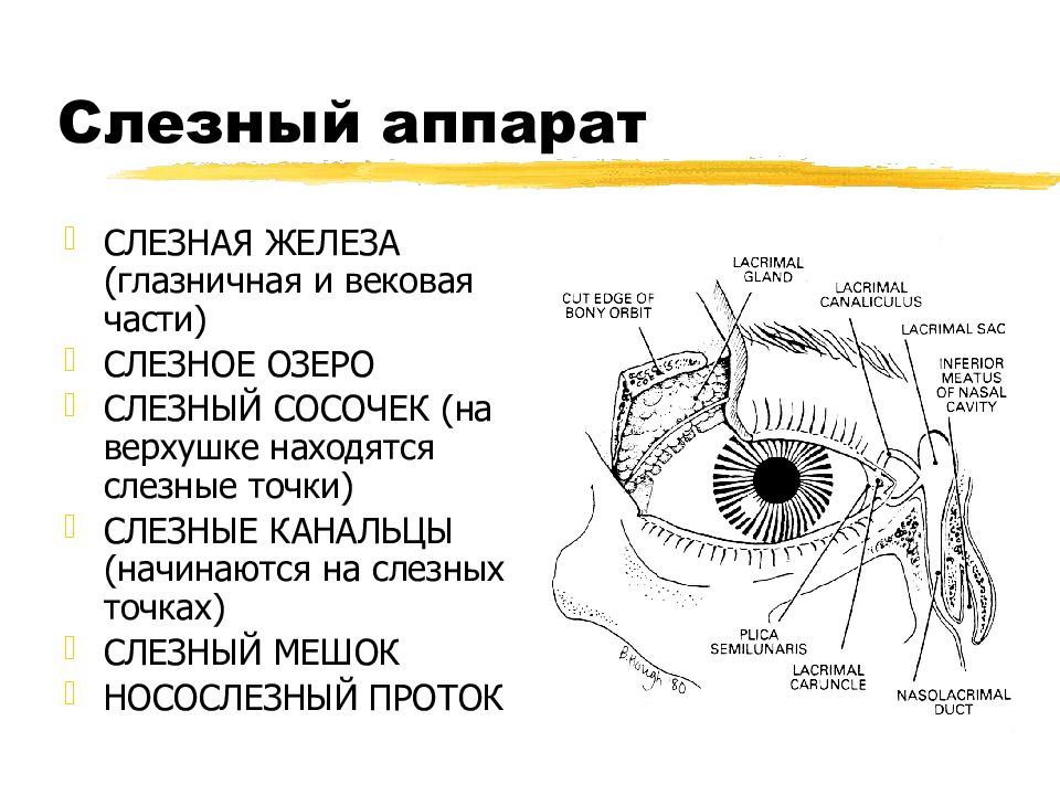 Части глазницы. Строение слезной железы анатомия. Слезный аппарат строение и функции. Слезный аппарат глаза слезная точка. Слезный аппарат анатомия рисунок.
