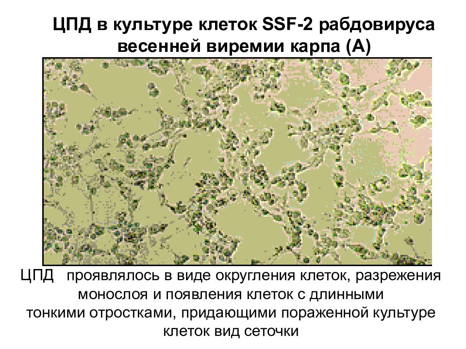 Цпд вируса это. Культура клеток. Клеточные культуры ЦПД. ЦПД аденовирусов на культуре клеток. Монослой культуры клеток.