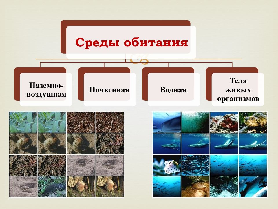 среда обитания почва