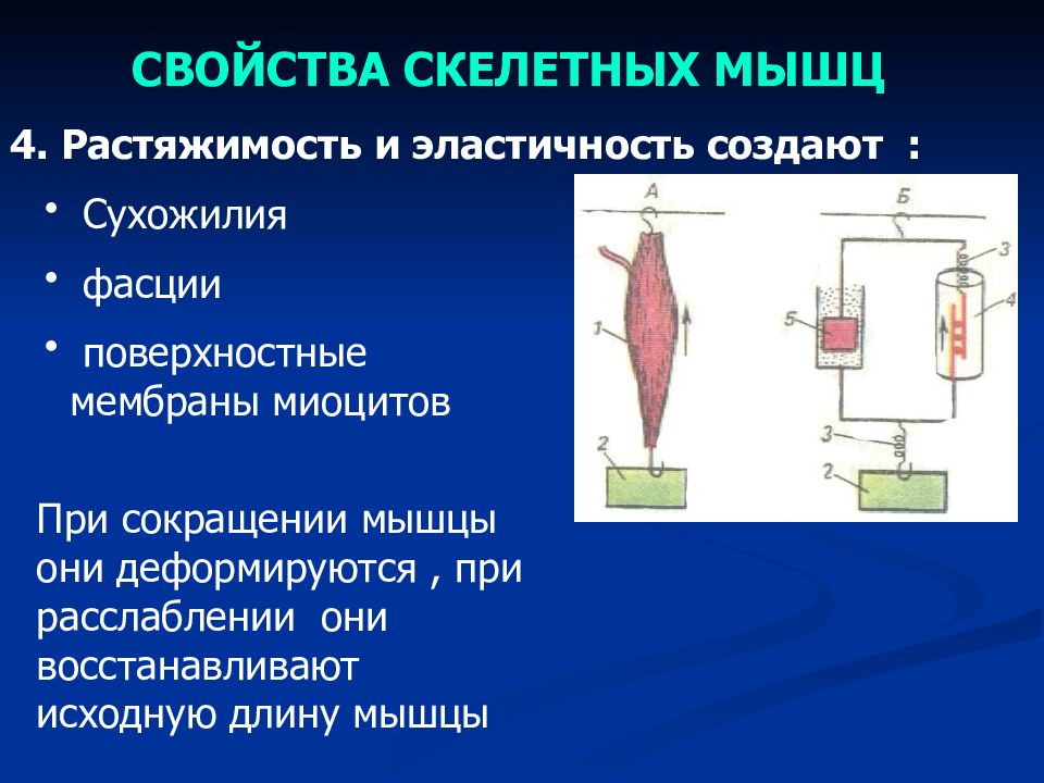 Функции скелетных мышц. Физиология скелетных мышц. Растяжимость скелетной мышцы. Строение и свойства скелетных мышц. Функции скелетных мышц физиология.