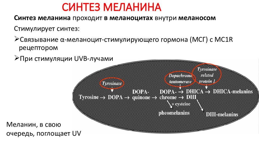 Синтезирует меланин. Схема образования меланина из тирозина. Схема синтеза меланина. Синтез меланина в коже схема. Синтез пигмента меланина.