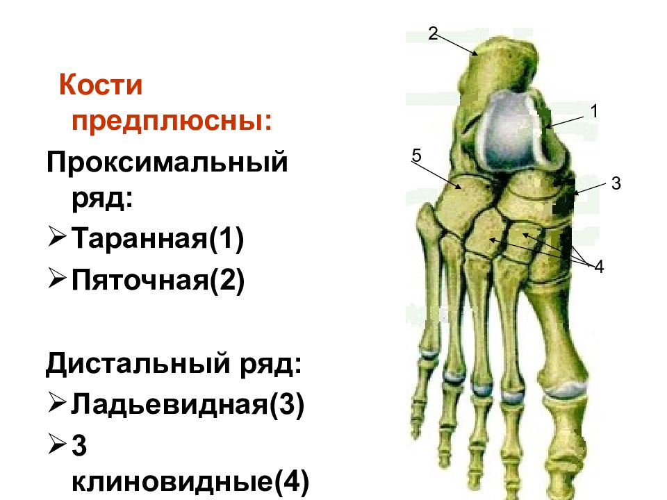 Предплюсна стопы сколько костей. Кости предплюсны анатомия. Форма соединения костей предплюсны. Таранная кость предплюсны. Проксимальный ряд костей предплюсны образуют кости.