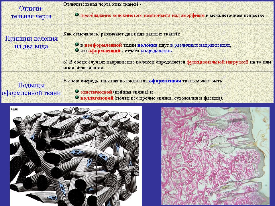 Компоненты ткани. Соединительная ткань гистология таблица. Свойства межклеточного вещества волокнистых соединительных тканей. Соединительную ткань подразделяют на:. Плотная волокнистая соединительная ткань классификация.
