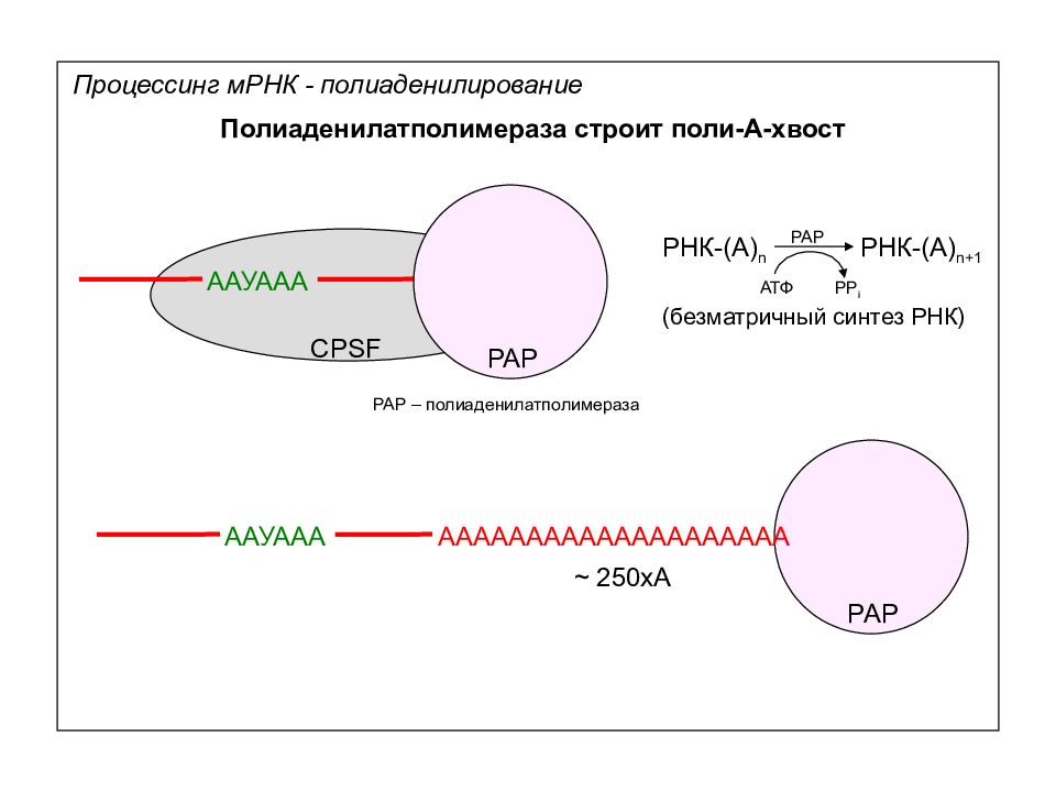 Транскрипция атф. Поли-a-хвост матричной РНК. Полиаденилирование МРНК. Полиаденилирование РНК. Процессинг Полиаденилирование.