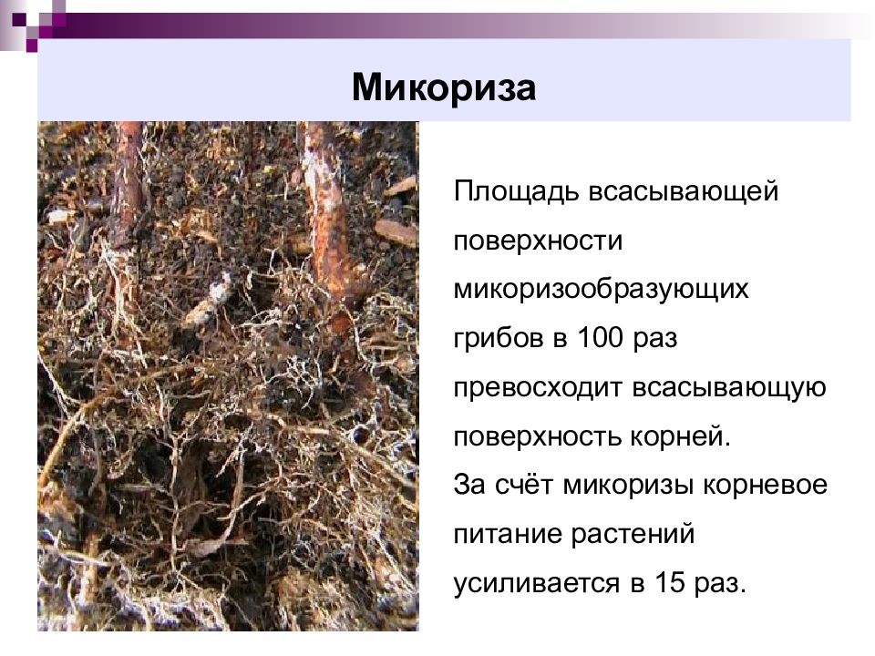 На рисунке показано микориза грибов на корнях дерева эти тесные взаимоотношения 2 видов называются