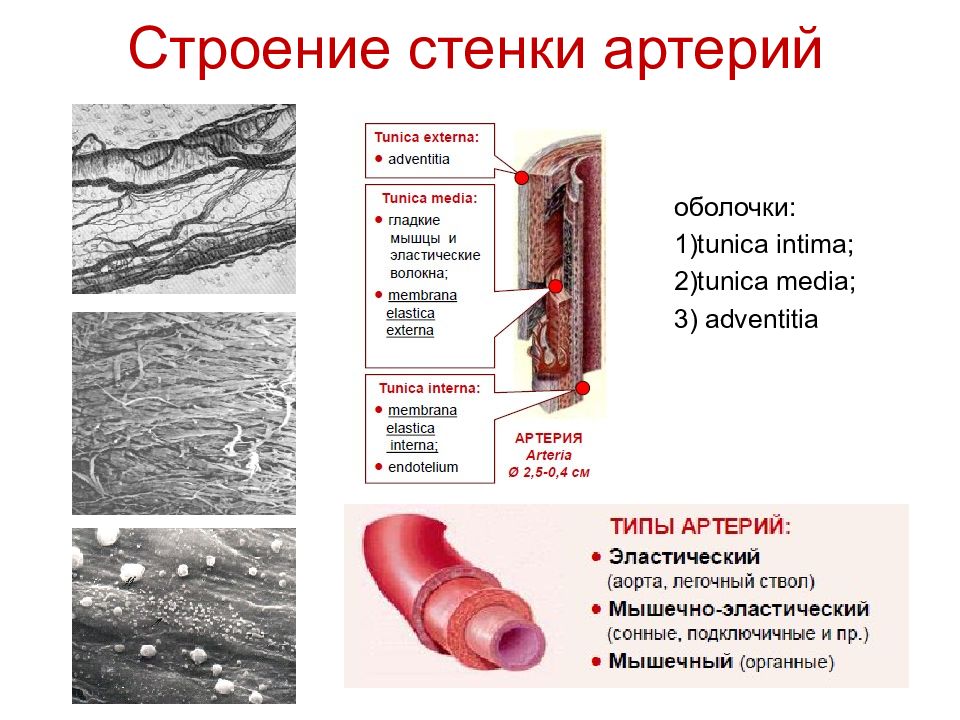 Какие особенности строения артерии