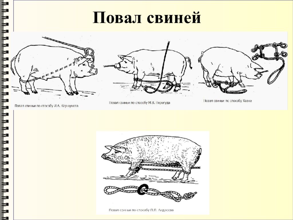 Кастрация поросят своими руками схема. Методы фиксации свиней. Механические способы фиксация свиней. Повал свиней Коршунова.