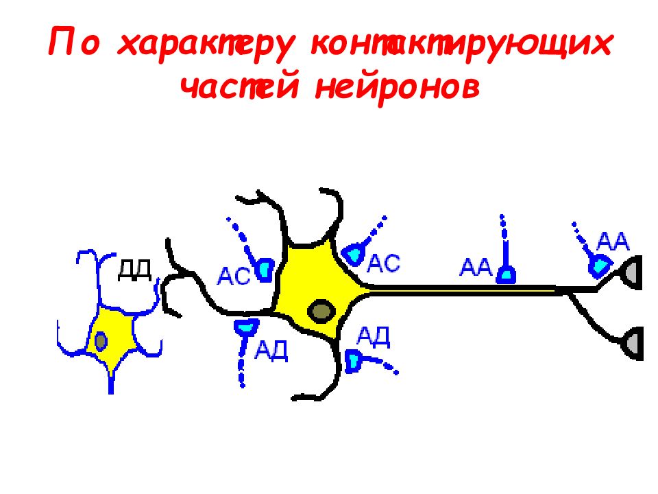 Части нейрона. Физиология нейрона синапс. Межклеточная передача возбуждения. Физиология синапсов.. Передача возбуждения в нейронах. Физиология процессов межклеточной передачи возбуждения.