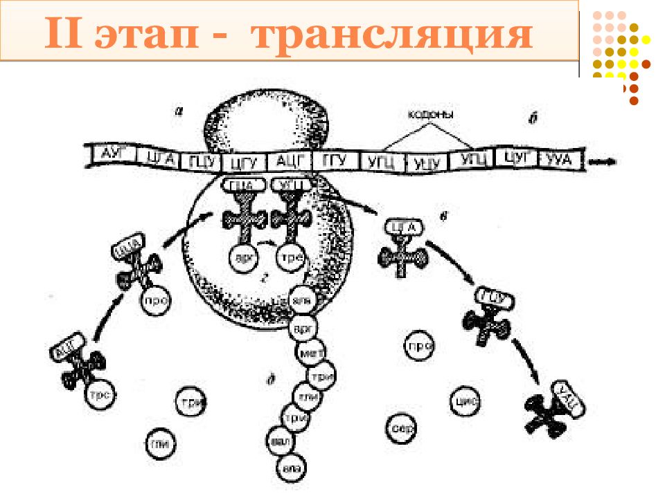 Молекула днк матрица для синтеза белка