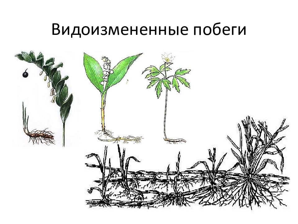 Орган цветкового растения обозначенный на рисунке буквой а является