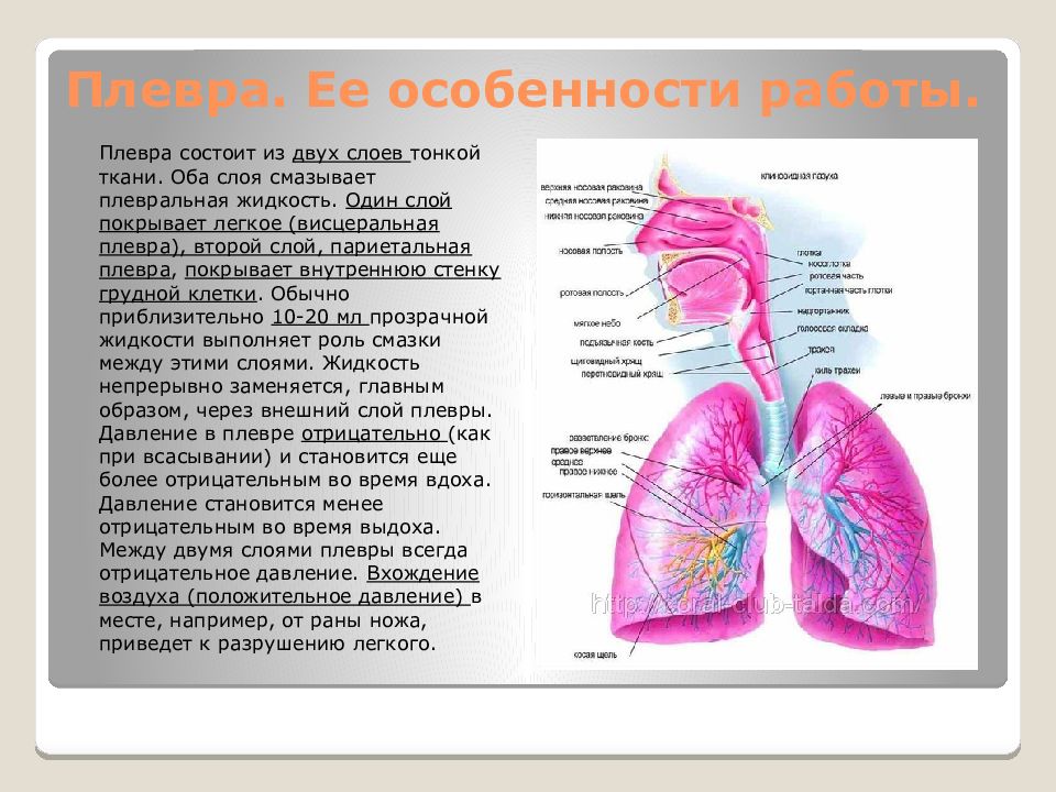 Презентация на тему плеврит