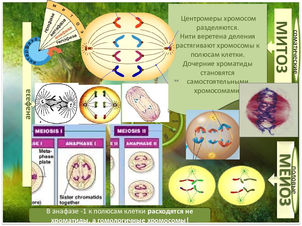 Расхождение хроматид к полюсам клетки