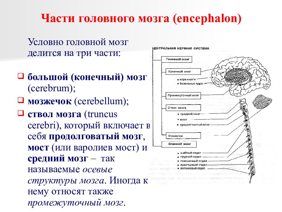 Структуры головного мозга презентация