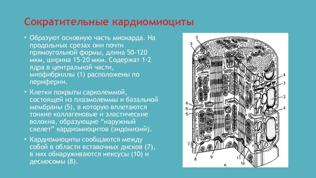 Содержит 2 ядра. Особенности строения сократительного кардиомиоцита. Кардиомиоциты строение гистология. Строение сократительных кардиомиоцитов гистология. Особенности сократительной функции кардиомиоцитов..