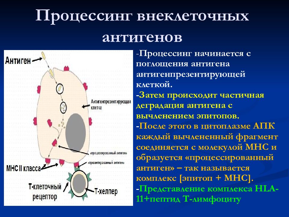 К презентации антигена способны