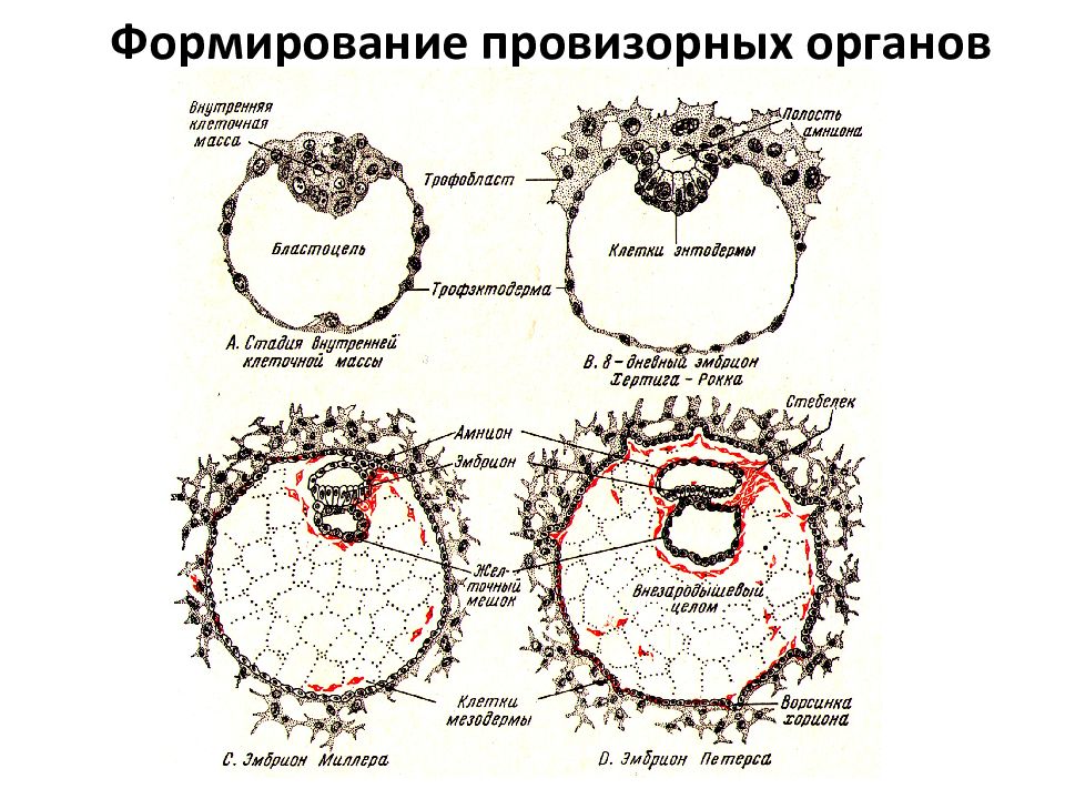 Провизорные органы человека. Провизорные органы зародыша человека таблица. Образование строение и функции провизорных органов. Провизорные органы это в эмбриологии. Эмбриогенез человек Провизорные органы.