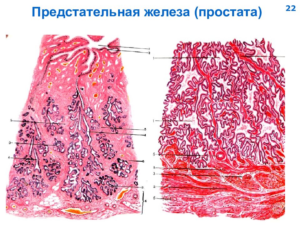 Простата гистология рисунок