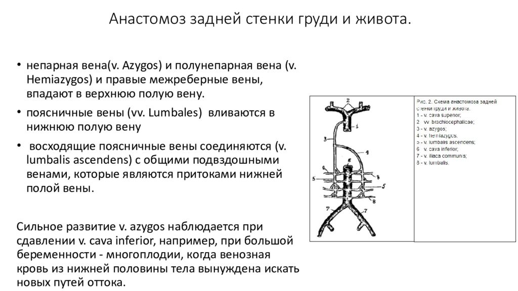 Портокавальные кава кавальные. Анастомозы вен портокавальные. Портокавальные анастомозы схема. Кавакавальные анастомозы задней стенки живота. Анастомозы вен передней брюшной стенки.