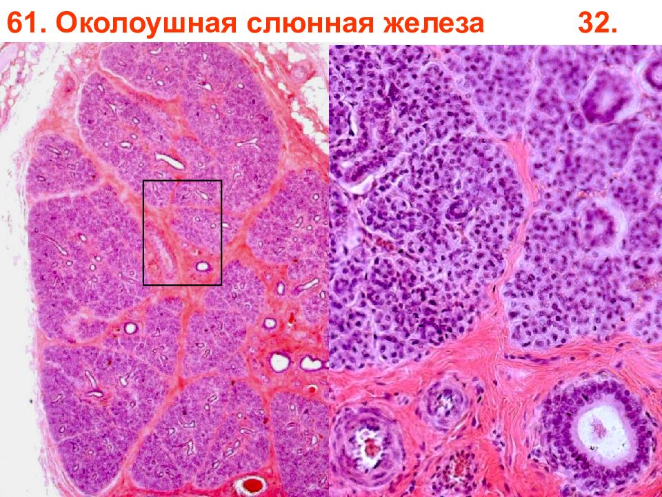 Гистологические препараты фото с описанием