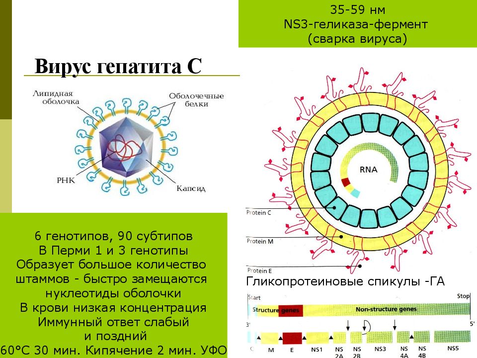 Вирус гепатита с картинки