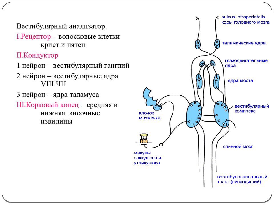 Путь рецептора. Ядра вестибулярного анализатора. Проводниковый отдел вестибулярного анализатора физиология. Вестибулярные клетки анализатор. Рецепторы нейронов.