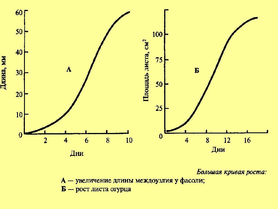 Большие кривые. Кривая роста Сакса. Кривая роста растений. Кривая Графика роста. График роста растения.