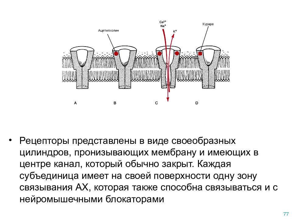 Две мембраны пронизанные порами. Каналы пронизывающие всю мембрану. Связывание лекарственного средства с рецепторами. Пронизанные.