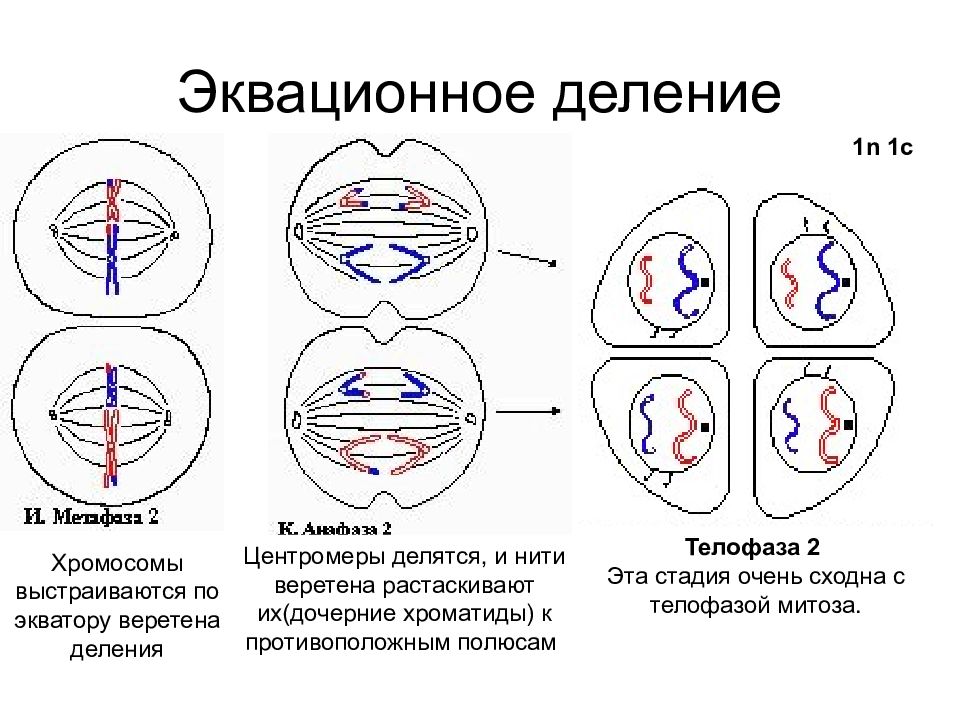 Сколько хромосом в телофазе мейоза 1. Первое деление мейоза редукционное а второе. Мейоз схема редукционное и эквационное деление. Телофаза мейоза 2. Мейоз эквационная фаза.