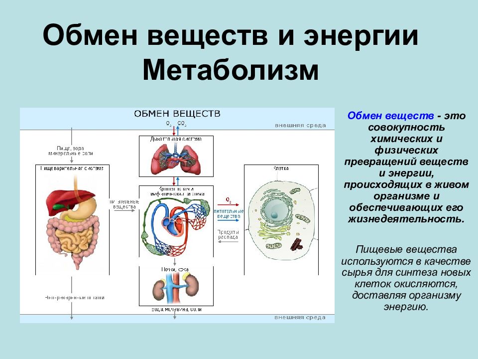 Презентация на тему обмен веществ