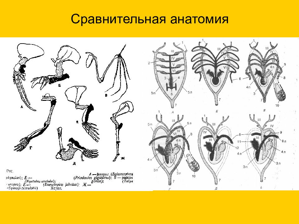 Сравнительная анатомия. Сравнительная анатомия это в биологии. Методы сравнительной анатомии. Схемы сравнительной анатомии.