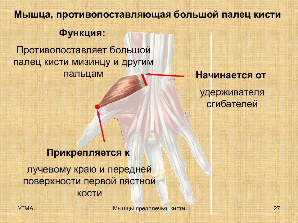 Мышцы 1 пальца кисти. Мышца противопоставляющая большой палец. Мышца противопоставляющая мизинец кисти. Мышцы сгибатели кисти. Мышца противопоставляющая большой палец кисти.