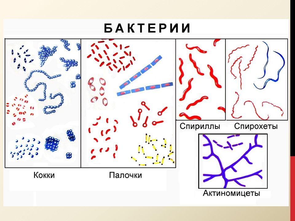 Рисунок морфология бактерий