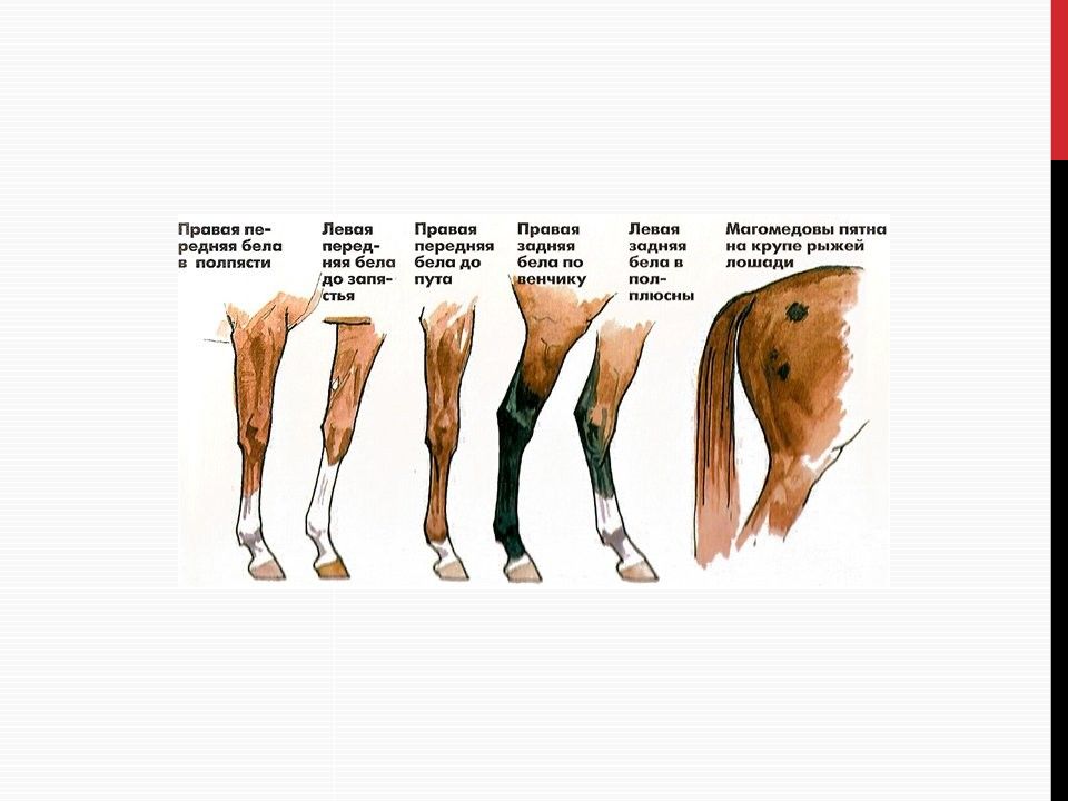 Сколько ног есть. Отметины у лошадей. Проточины у лошадей названия. Отметины у лошадей и их название.