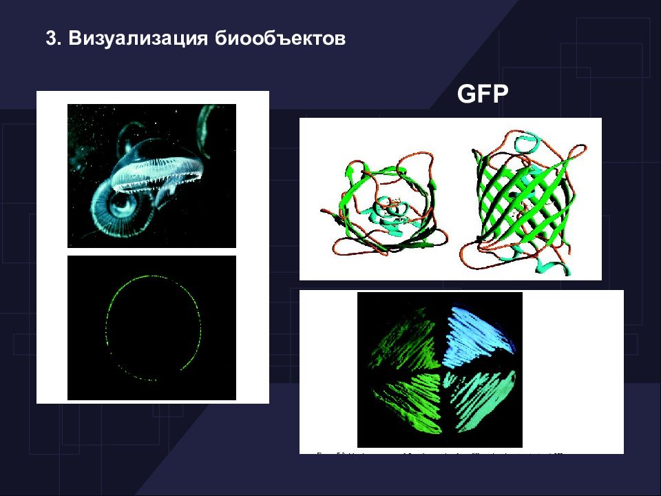 Презентация по биофизике