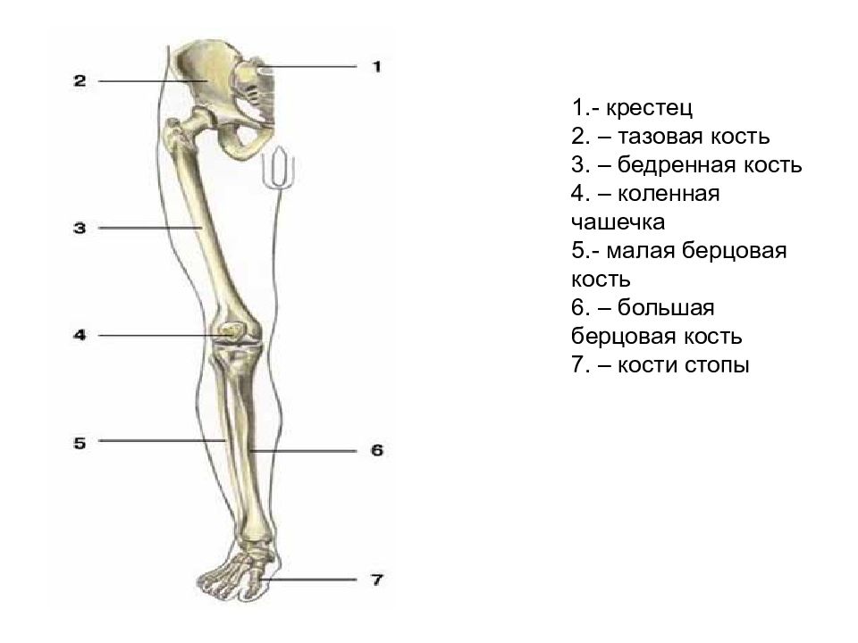 Где малая берцовая кость у человека