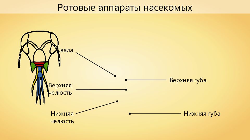 Аппараты насекомых. Ротовой аппарат насекомых верхняя губа. Строение ротового аппарата насекомых. Богомолы Тип ротового аппарата. Ротовые аппаратынасекуомых.